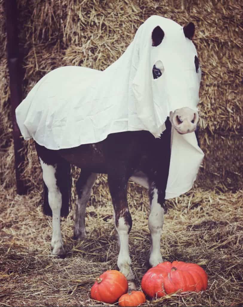 horse in ghost costume